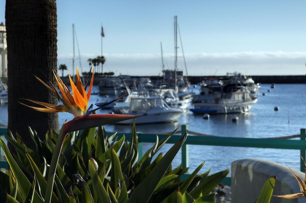 The Avalon Hotel In Catalina Island Eksteriør bilde